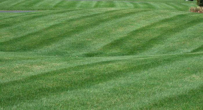 Commercial lawn care near me
